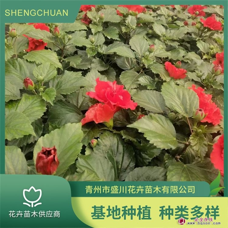 丹麥木槿 陽光中的花卉貴族，為您綻放生活的鮮艷
